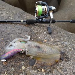 越前海岸でエギング